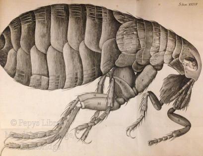 micrographia watermarked