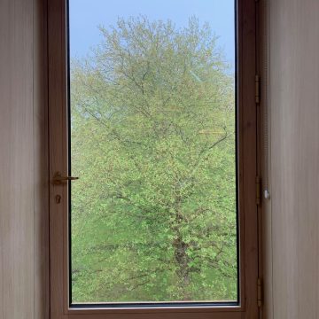 Spring leaves through 2nd floor window of New Library